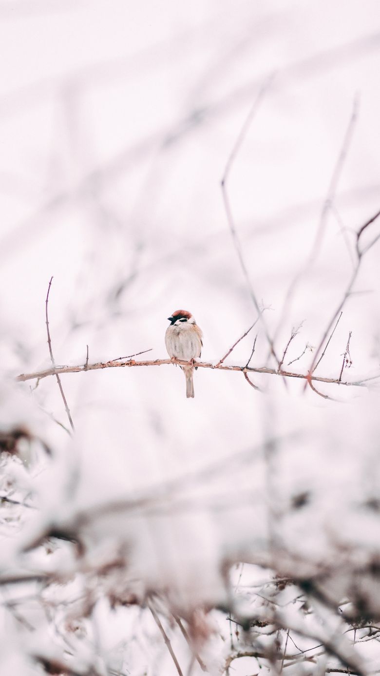 Winter wallpapers for iPhones Bird In Snowy Scene