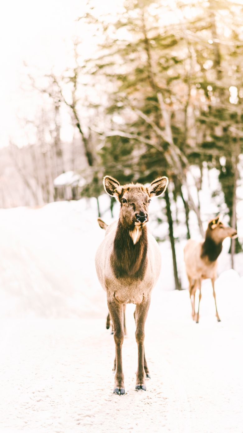 Winter wallpapers for iPhones Snow and Deer