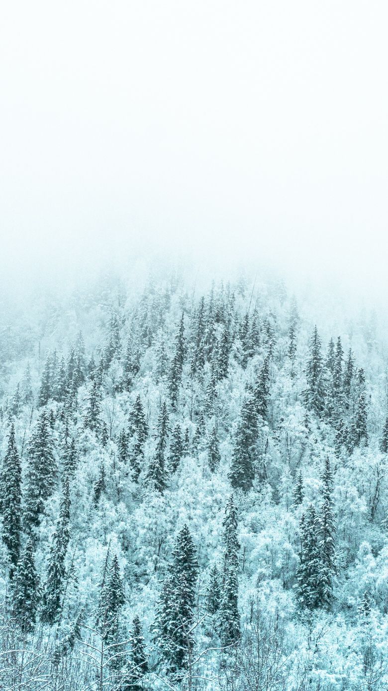 Winter wallpapers for iPhones White Snowy Forest