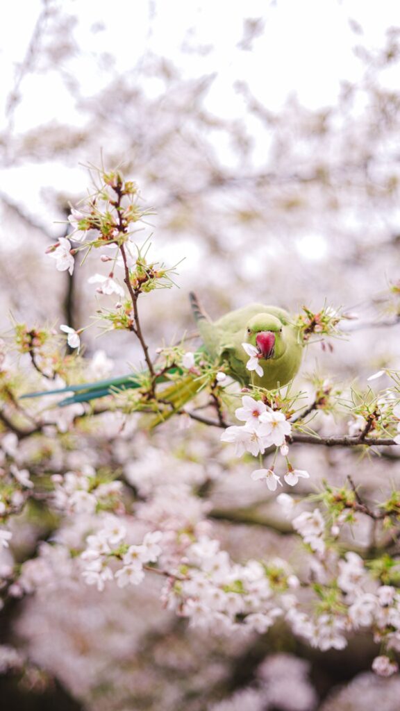 Spring Wallpapers for iPhone Bird and blossoms