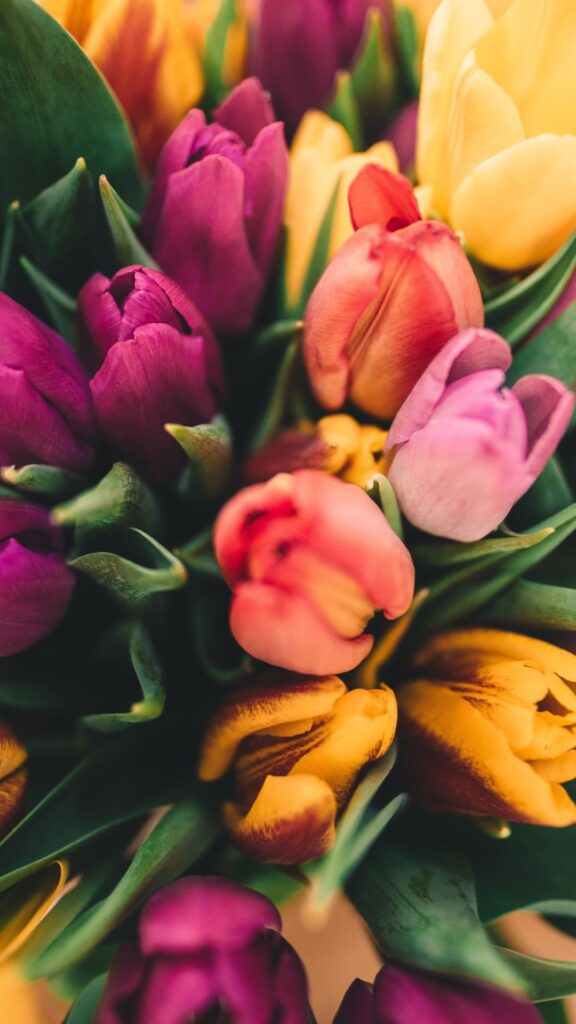 Spring Wallpapers for iPhone Bright tulips