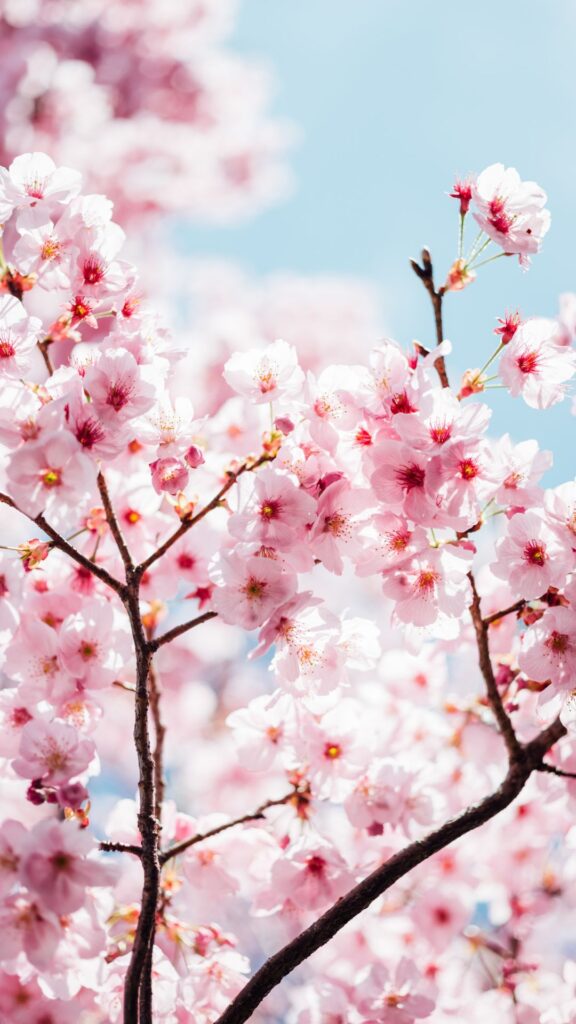 Spring Wallpapers for iPhone Cherry Blossoms