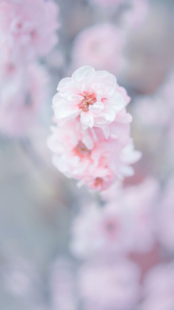 Spring Wallpapers for iPhone Delicate Pink Blossoms