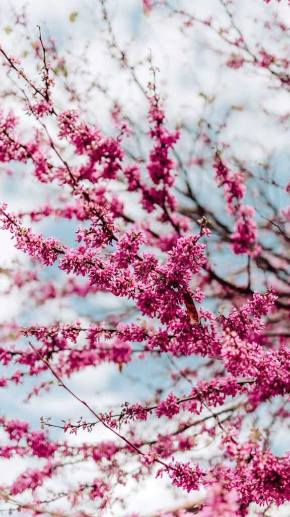 Spring Wallpapers for iPhone Fuchsia blossoms