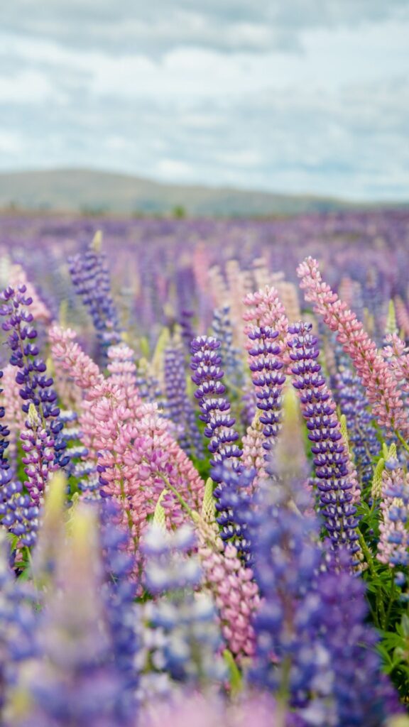 Spring Wallpapers for iPhone Lupines