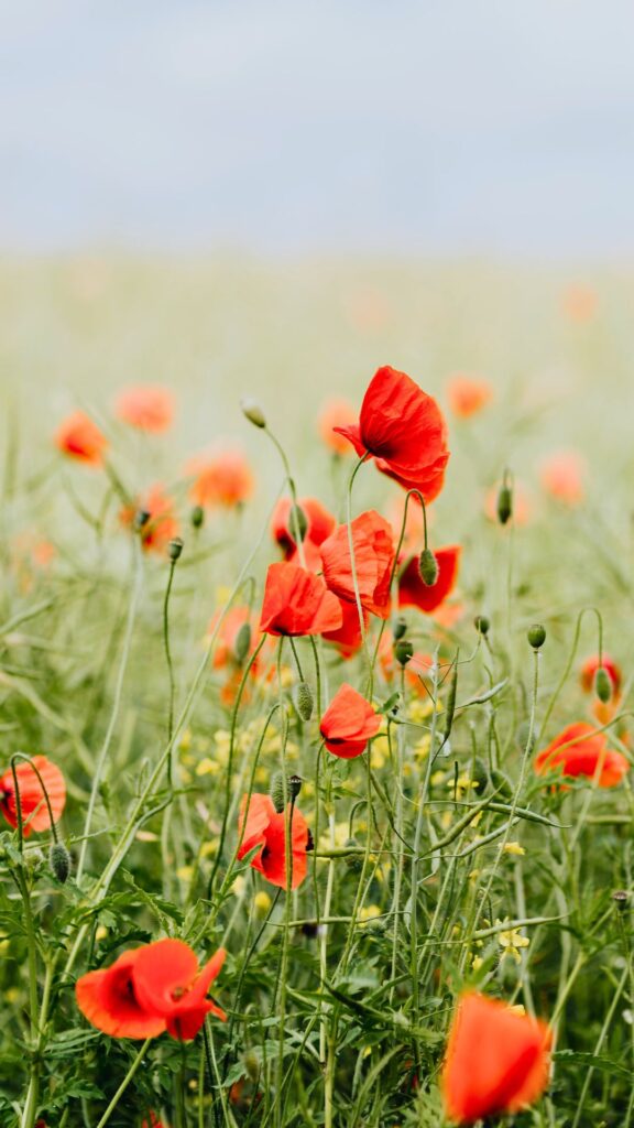 Summer Wallpapers for iPhone Poppies in a field