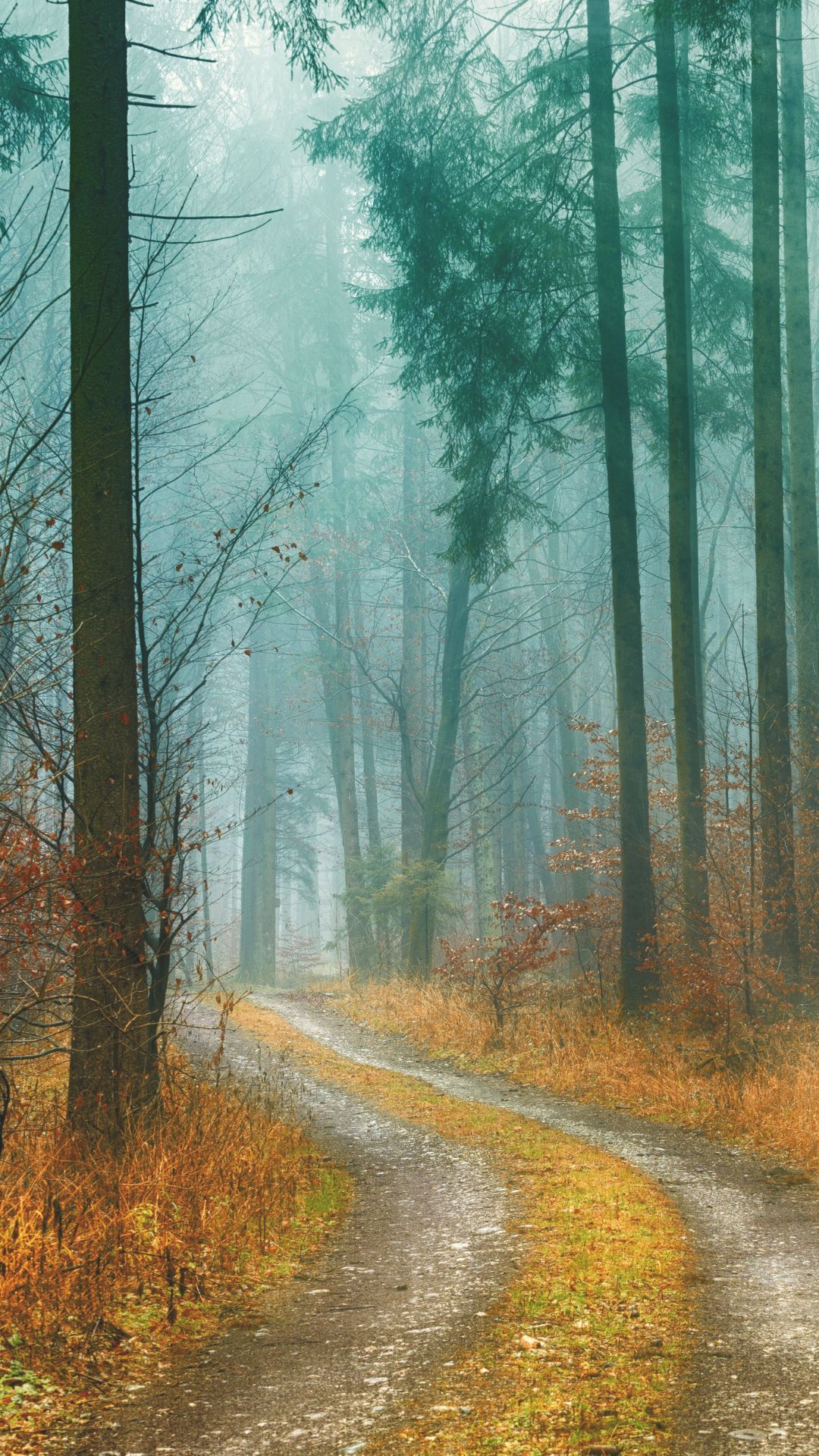 60+ Beautiful Fall Wallpapers For IPhones: Autumn Aesthetic