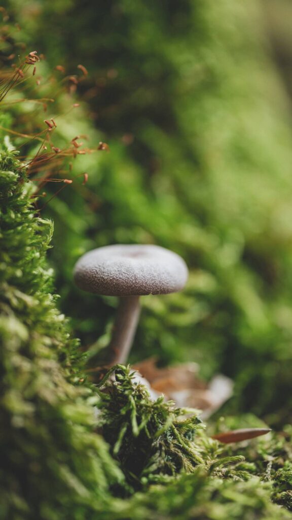 Fall Wallpapers for iPhone Mushroom and moss