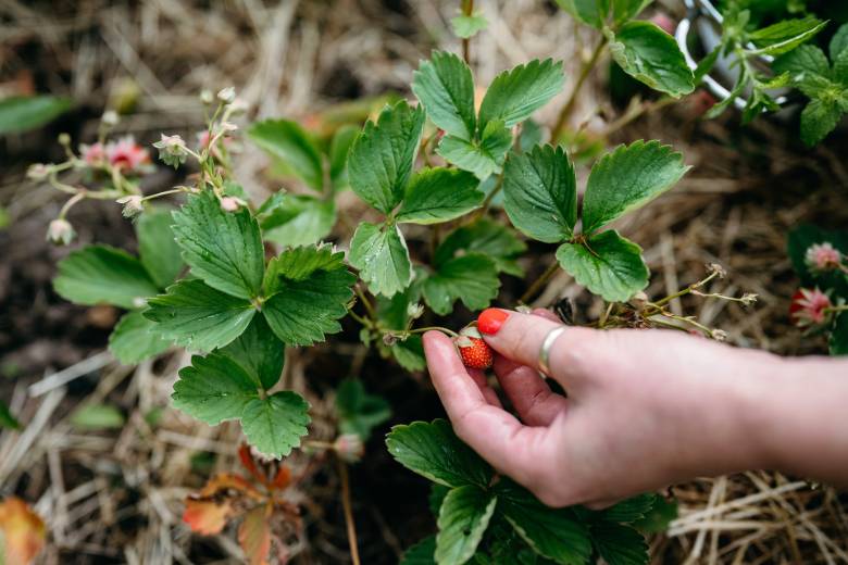 30 June Blog Post Ideas To Kick Off The Summer Season 3 June Blog Post Ideas Strawberry Season