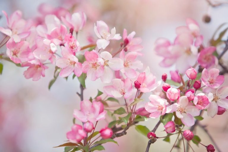 31 Popular May Blog Post Topics Your Readers Will Love 7 Spring blossoms - May blog post ideas from Margaret Bourne.